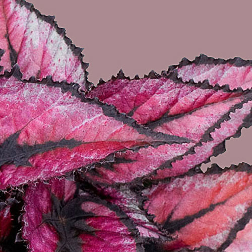 B. ‘Red Tango’